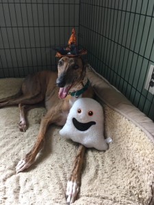 brown greyhound dog wearing witch hat