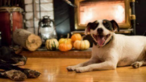 happy dog at thanksgiving