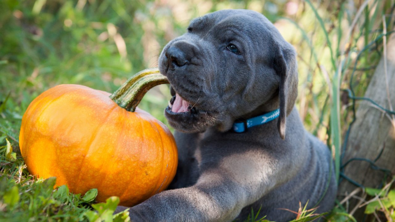 Can Dogs Eat Pumpkin Healthy Paws Pet Insurance,Pork Chop Brine For Smoking