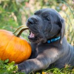 dog chewing on pumpkin stem