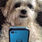 dog holding blue iphone