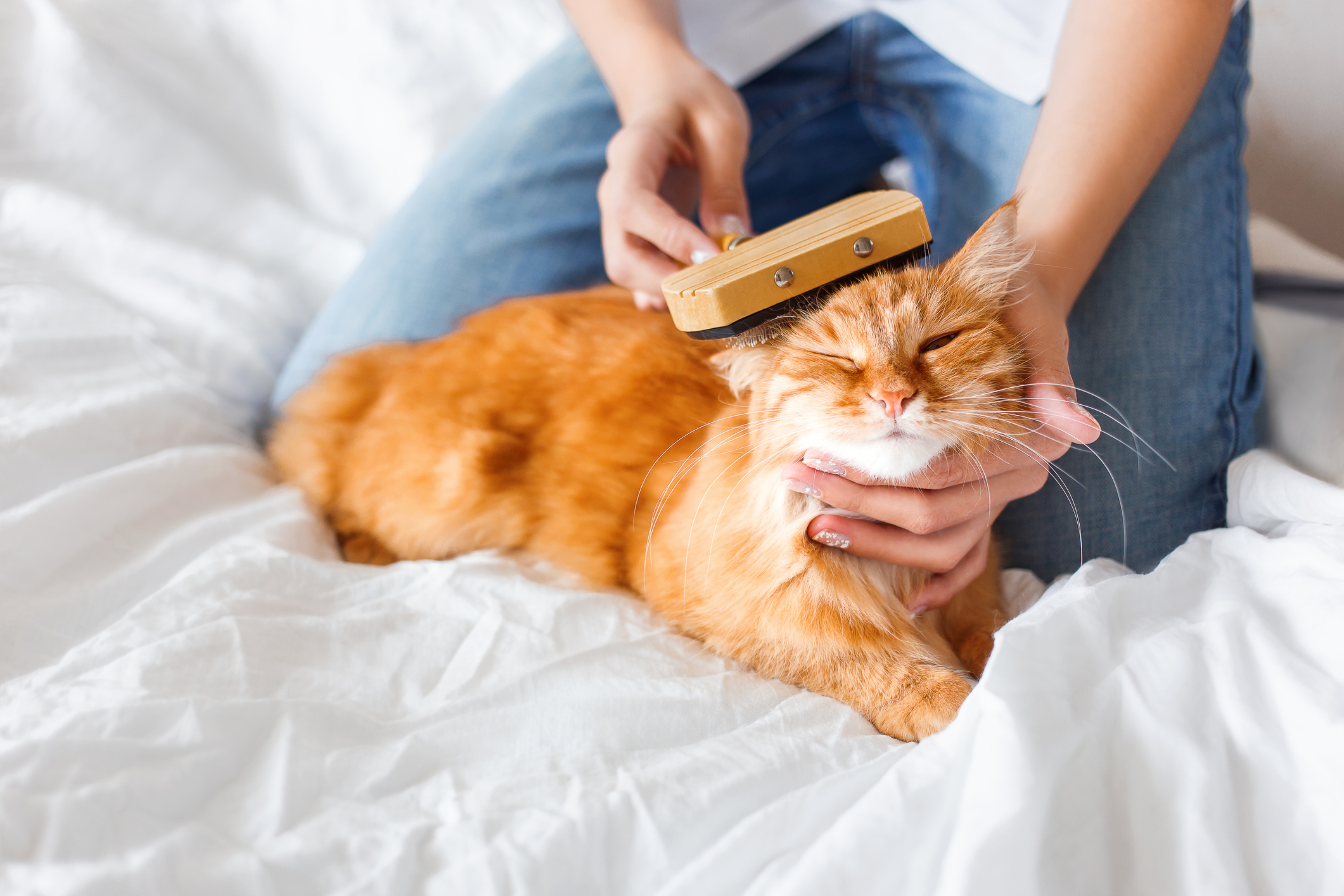 orange cat being brushed