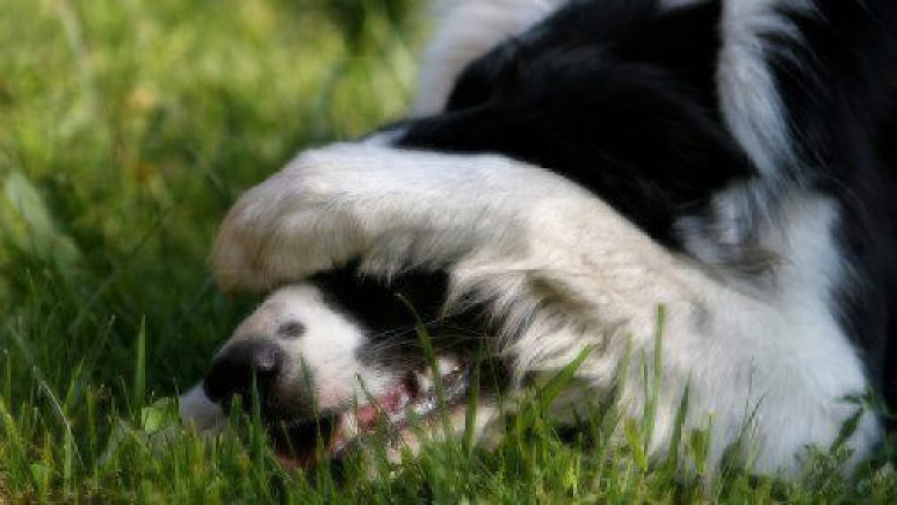 Why Dogs Cover Their Faces With Their Paws | Healthy Paws Pet Insurance