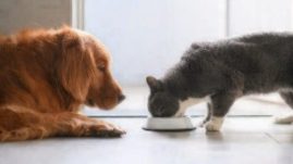 can dogs eat cat food