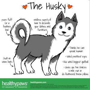 husky dog funny infographic