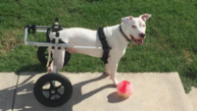 white dog in wheelchair