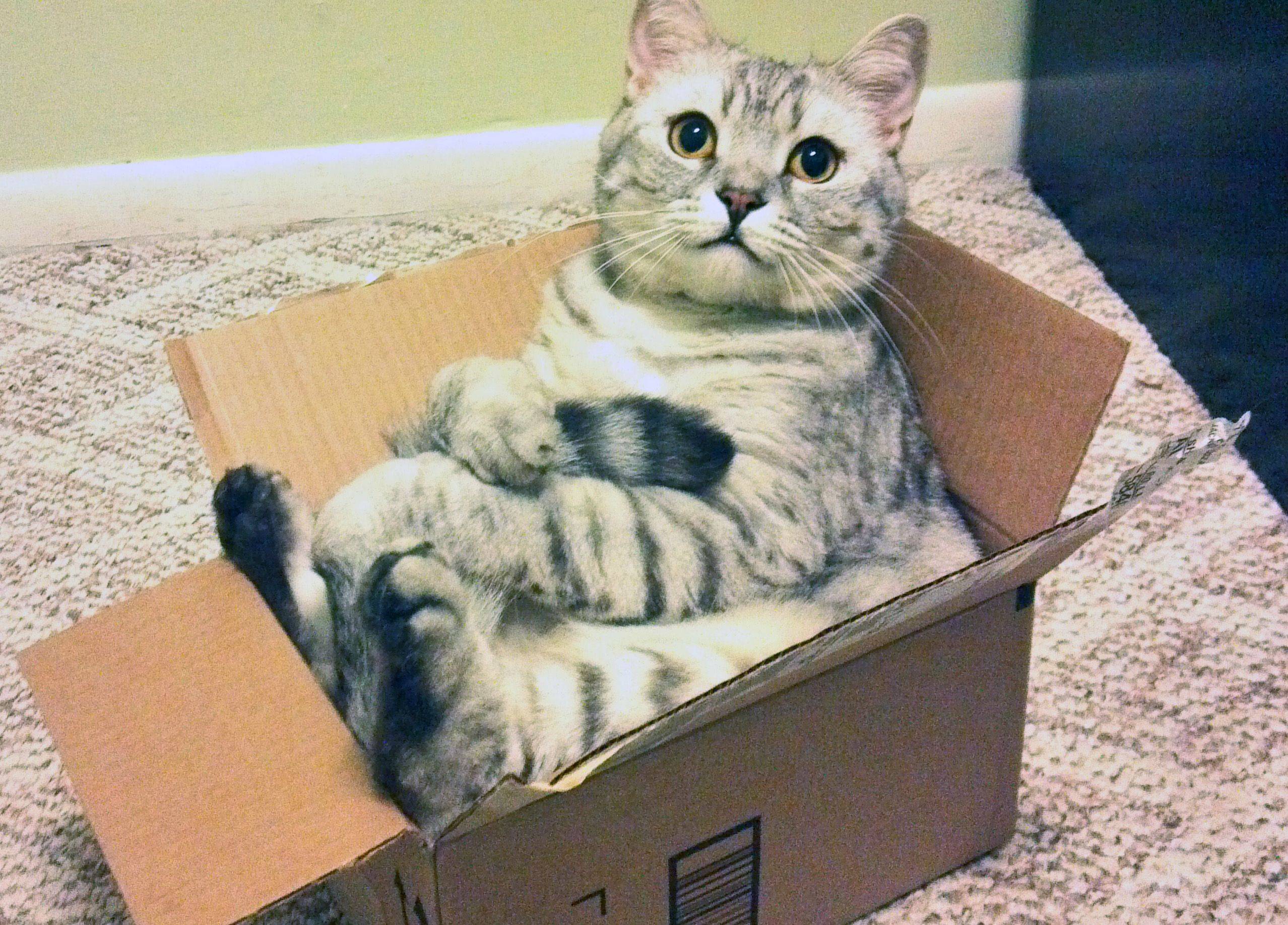 purrfect packs subscription box