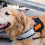 what to know about assistant dogs