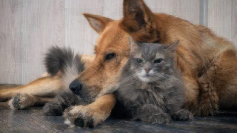 brown dog and gray cat cuddling