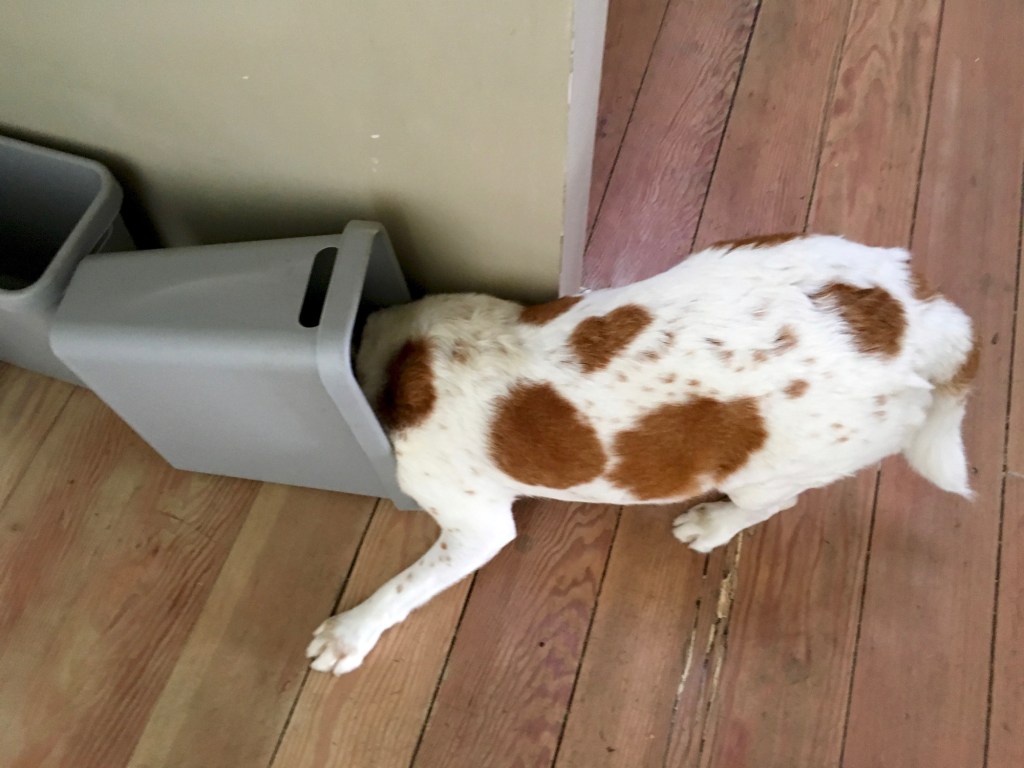 Dog in the garbage bin