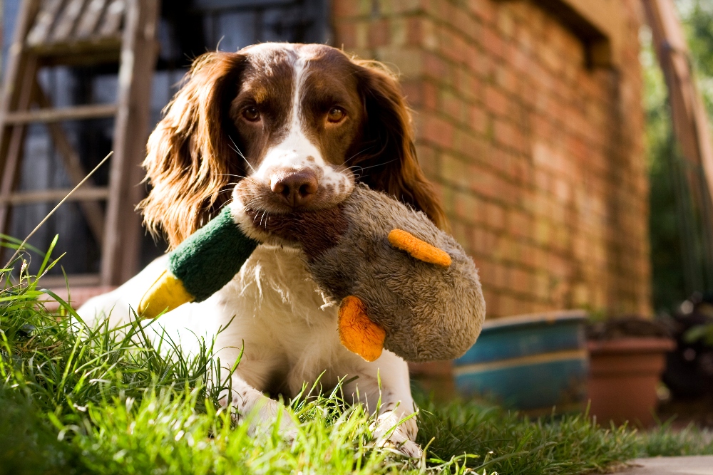 What To Do If Your Dog Eats a Dead Animal | Healthy Paws