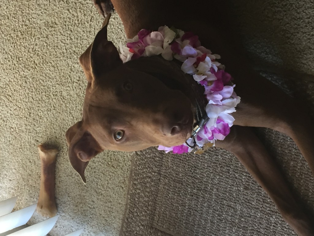 brown lab mix dog wearing purple flower lei