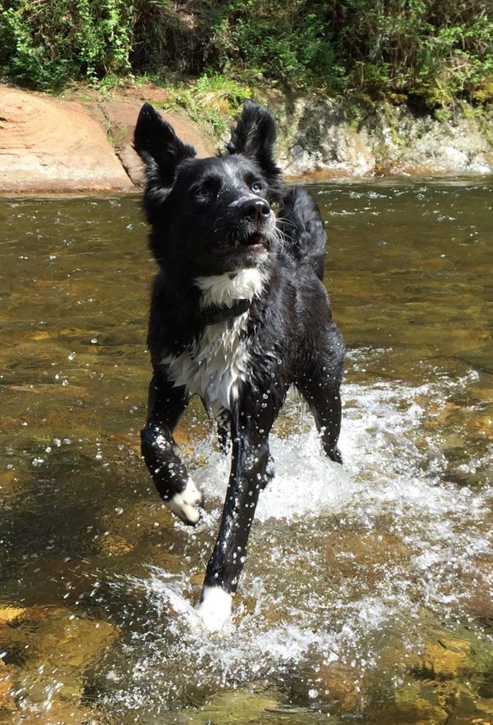 black border collie dog splashing in shallow water