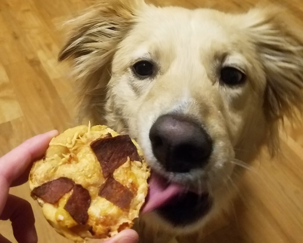 Dog tasting pizza