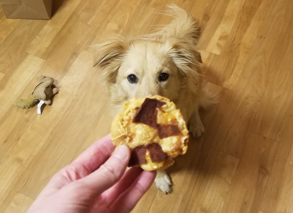 hand holding dog pizza in front of dog
