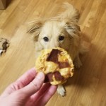 hand holding dog pizza in front of dog