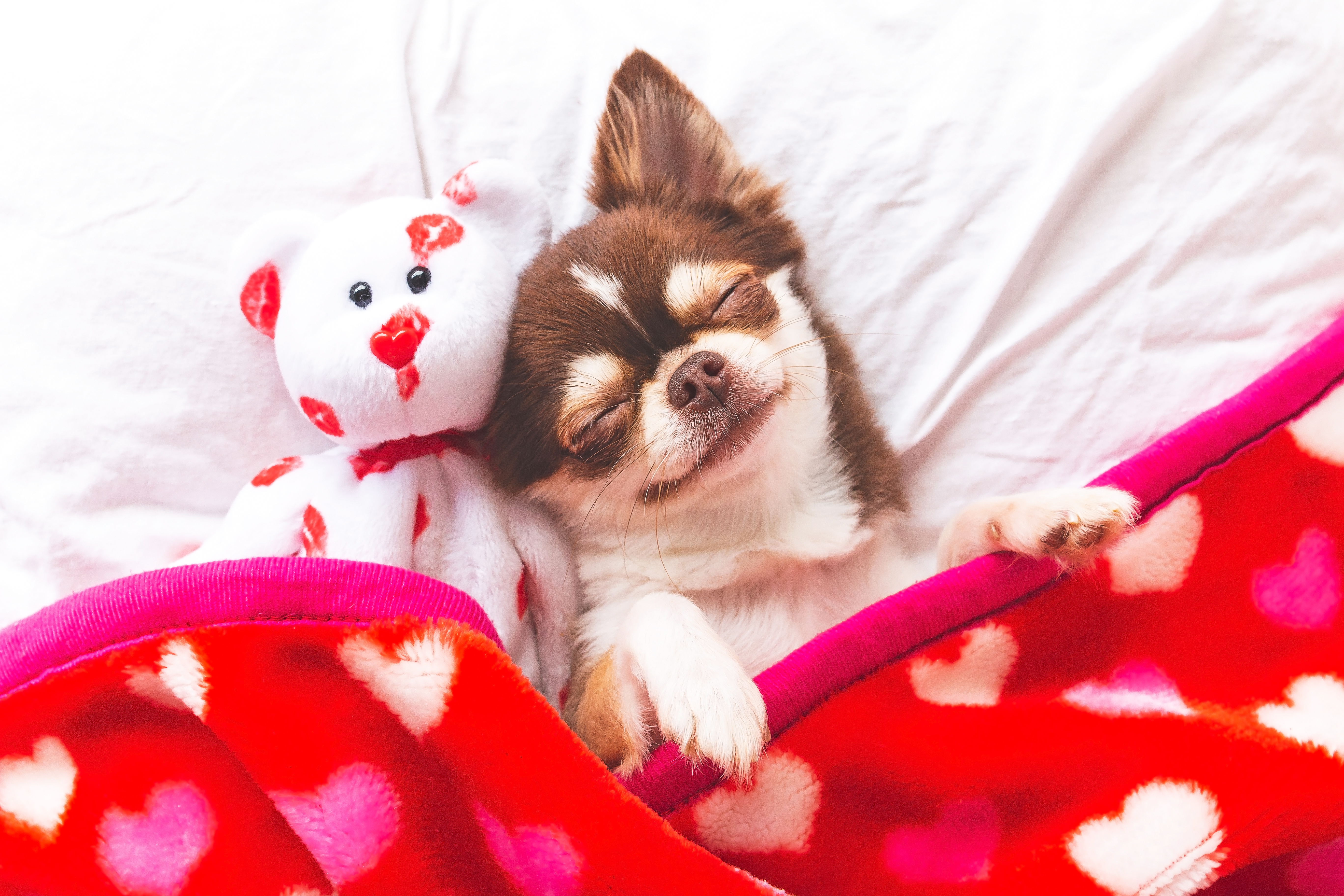 chihuahua with valentine decorations