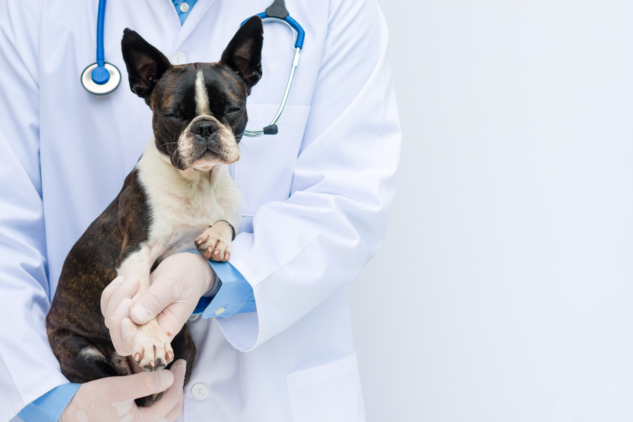 Understanding (and Paying For) the Cost of Cancer Treatment for Your Pet | Healthy Paws Pet Insurance