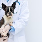 dog at the vet