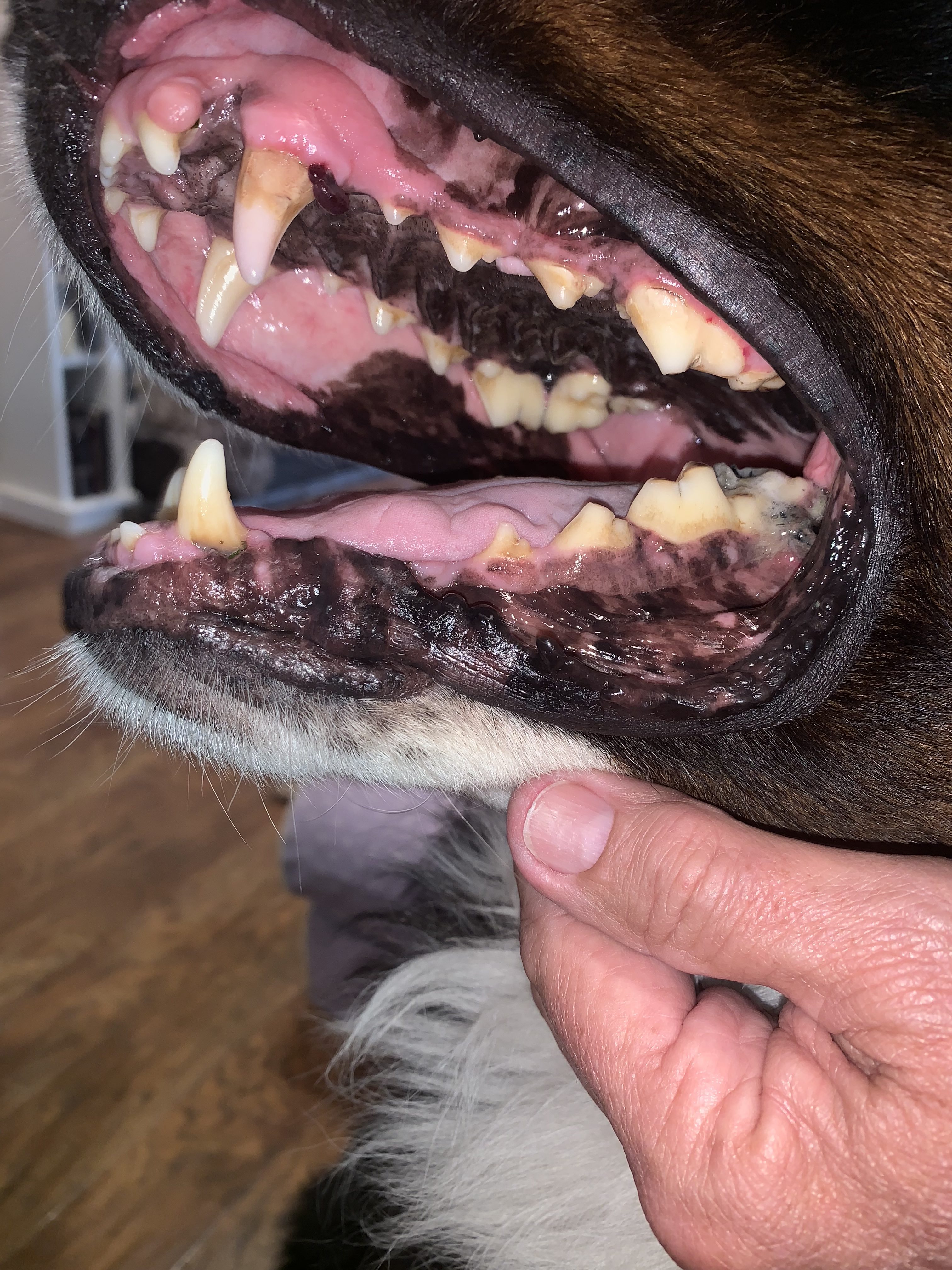 close up of dog teeth