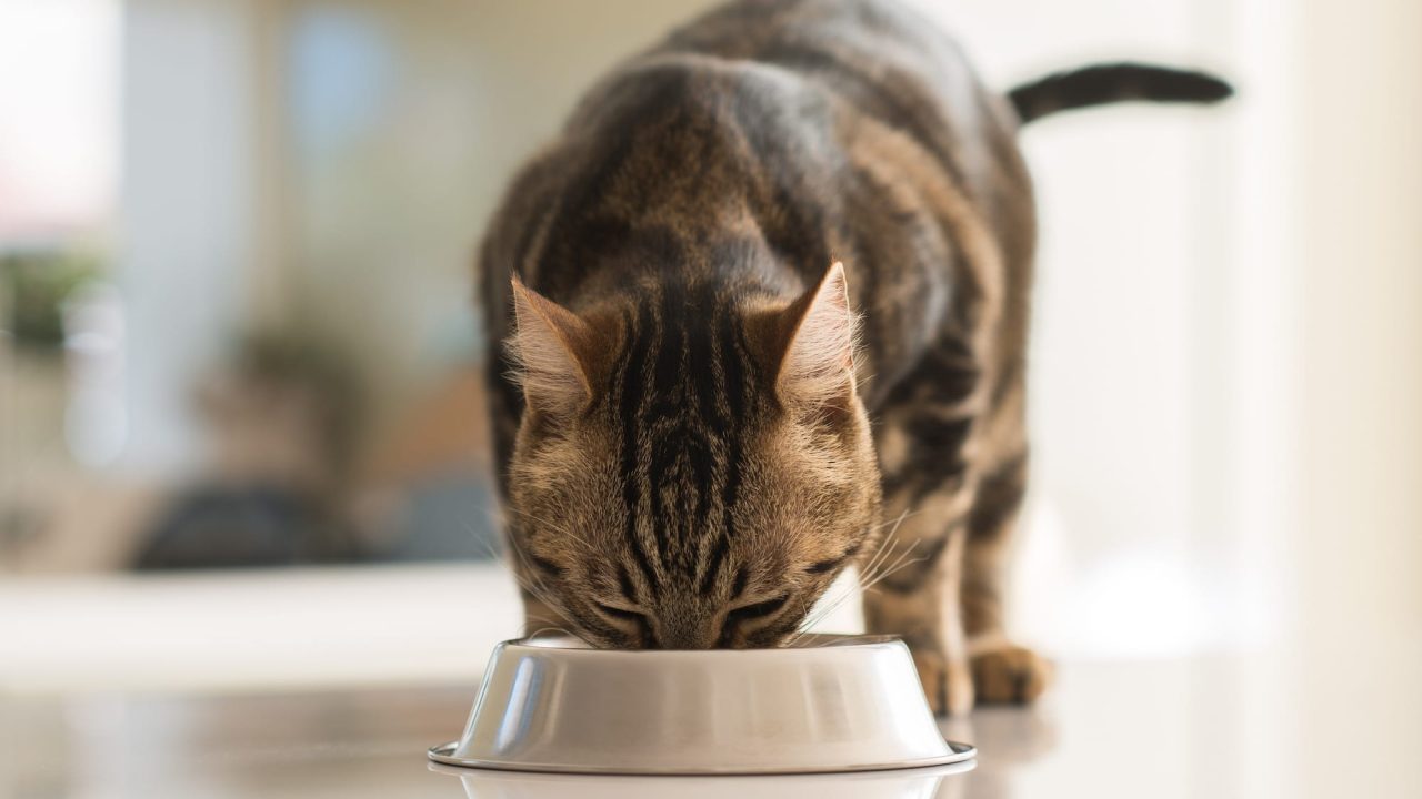 Low Phosphorus Cat Foods For Kidney Disease Healthy Paws