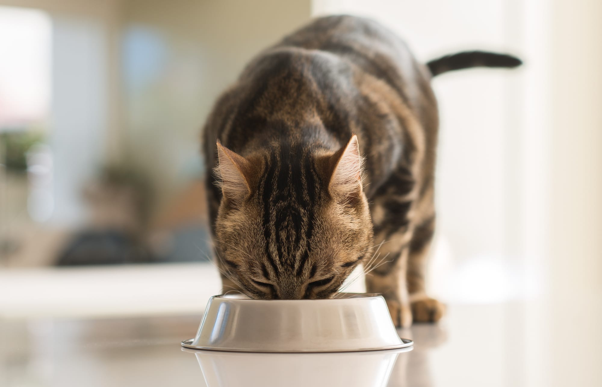 tabby cat eating from silver bowl