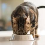 phosphorus diet cats