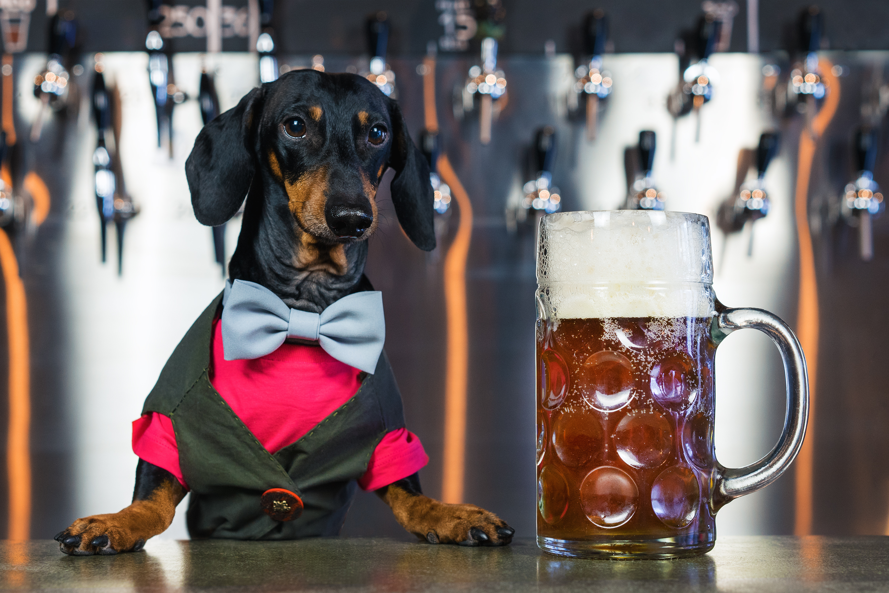 dachshund dog next to beer glass