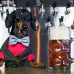 dachshund dog next to beer glass