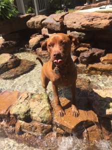 brown dog on rocks