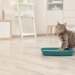 7 Reasons Cats Go Outside the Litter Box