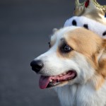Corgi wearing a crown