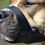 Close-up of a dog muzzled