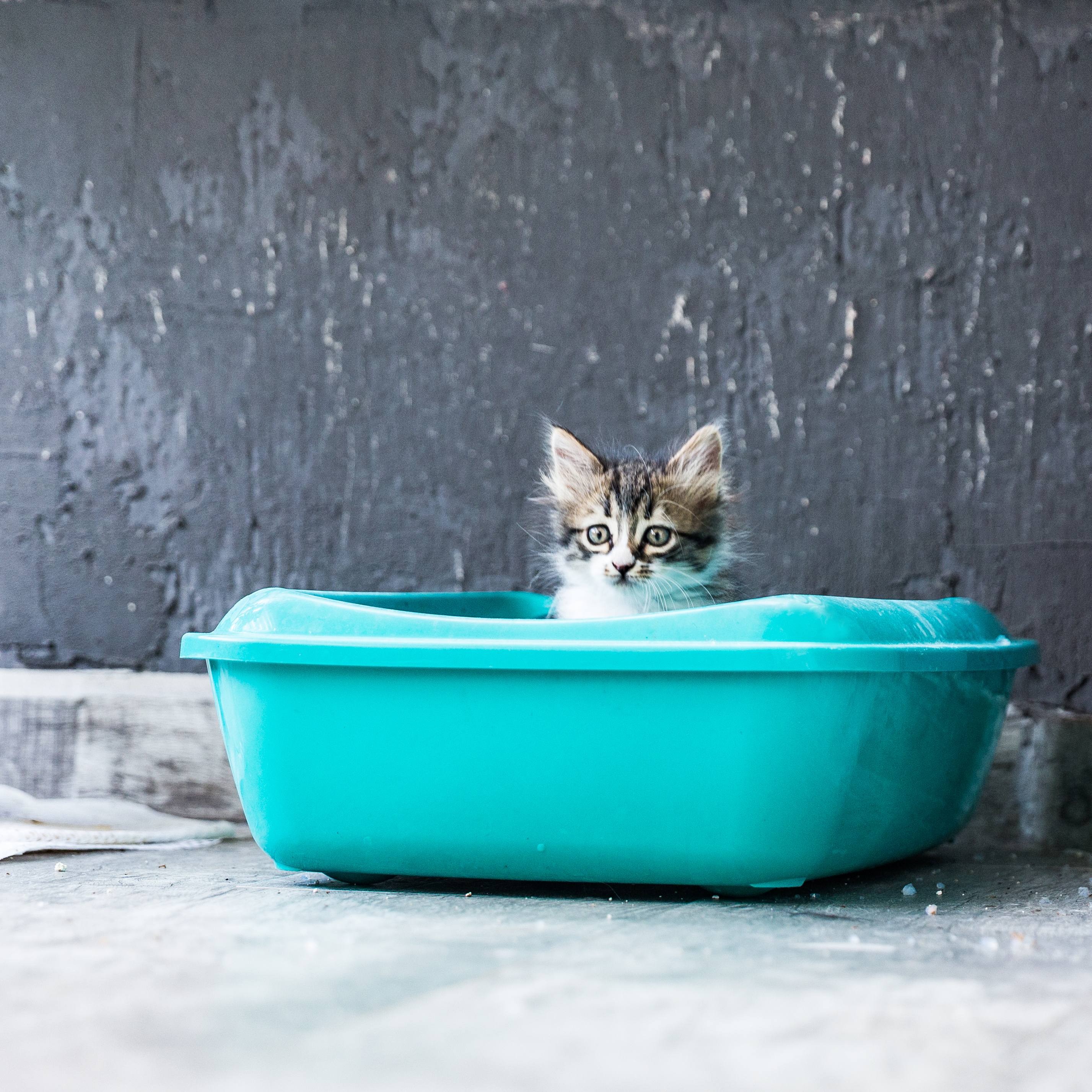7 Reasons Cats Go Outside the Litter Box