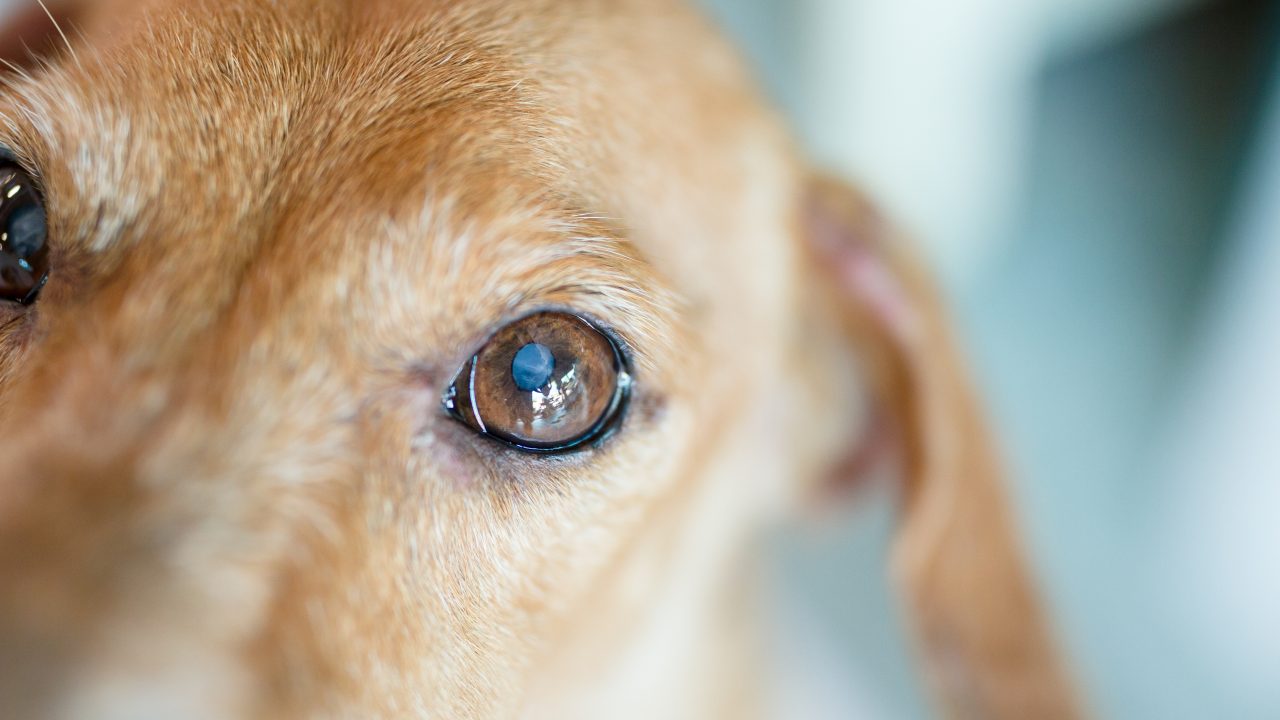 what causes a dog's pupils to dilate