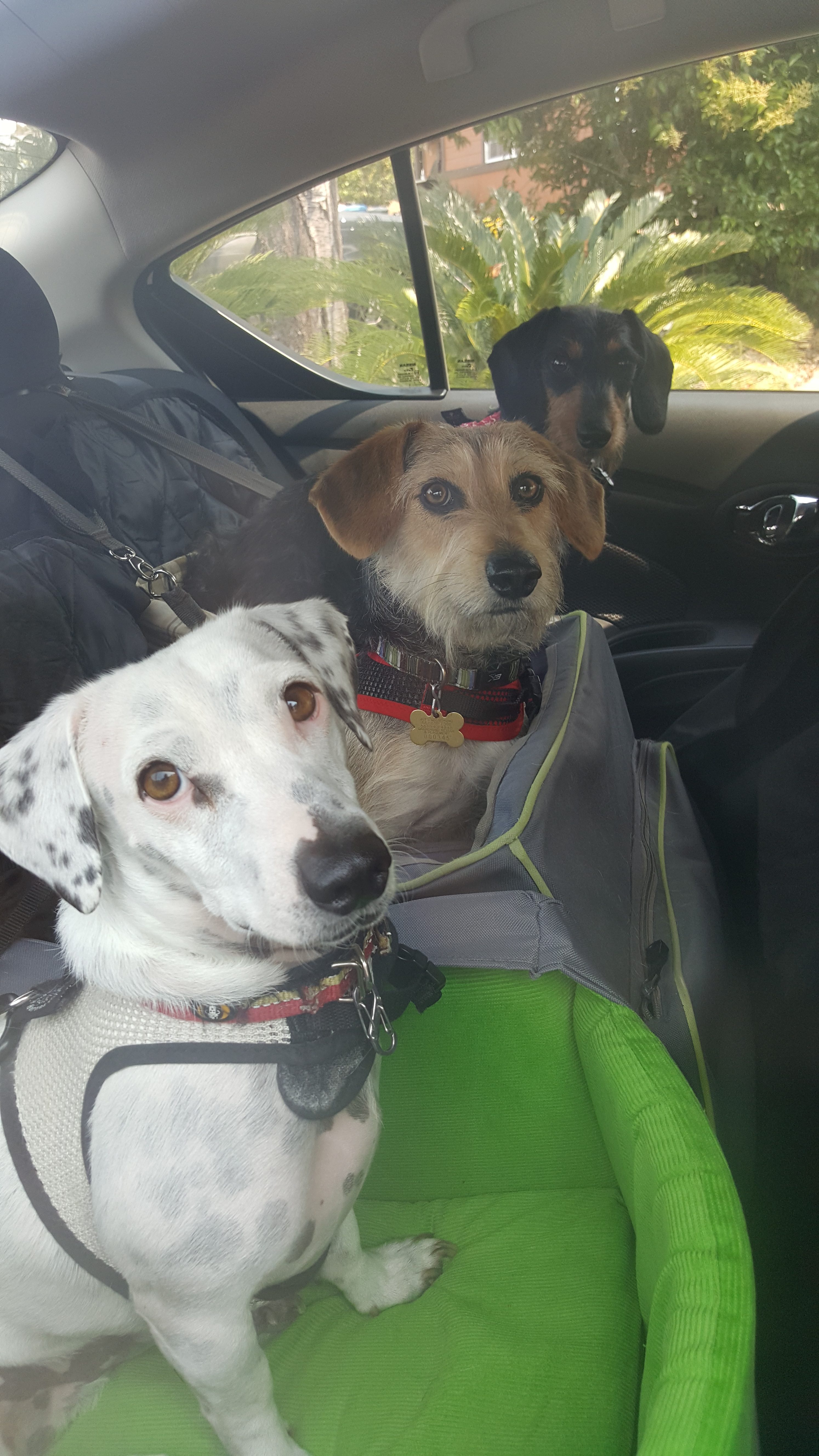 two dogs in back seat of the car