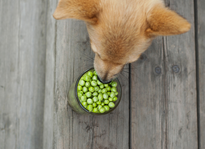 Can Dogs Eat Peas? | Healthy Paws Pet Insurance