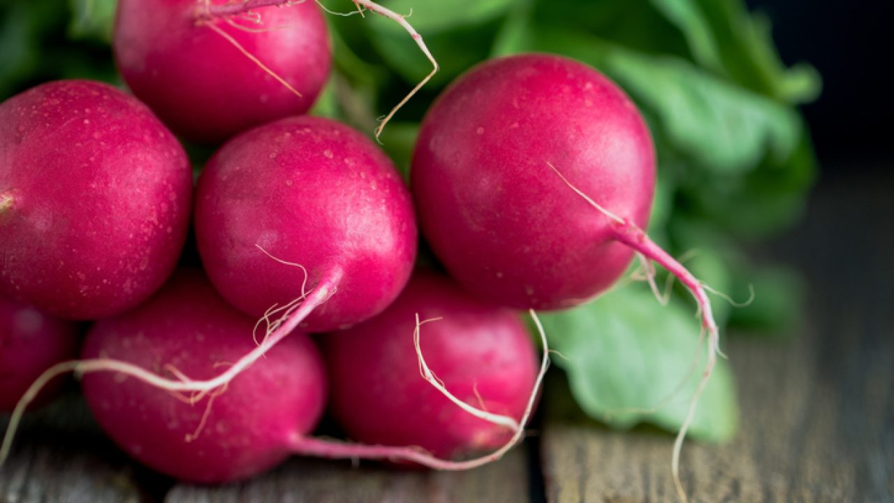 Can Dogs Eat Radishes? | Healthy Paws 