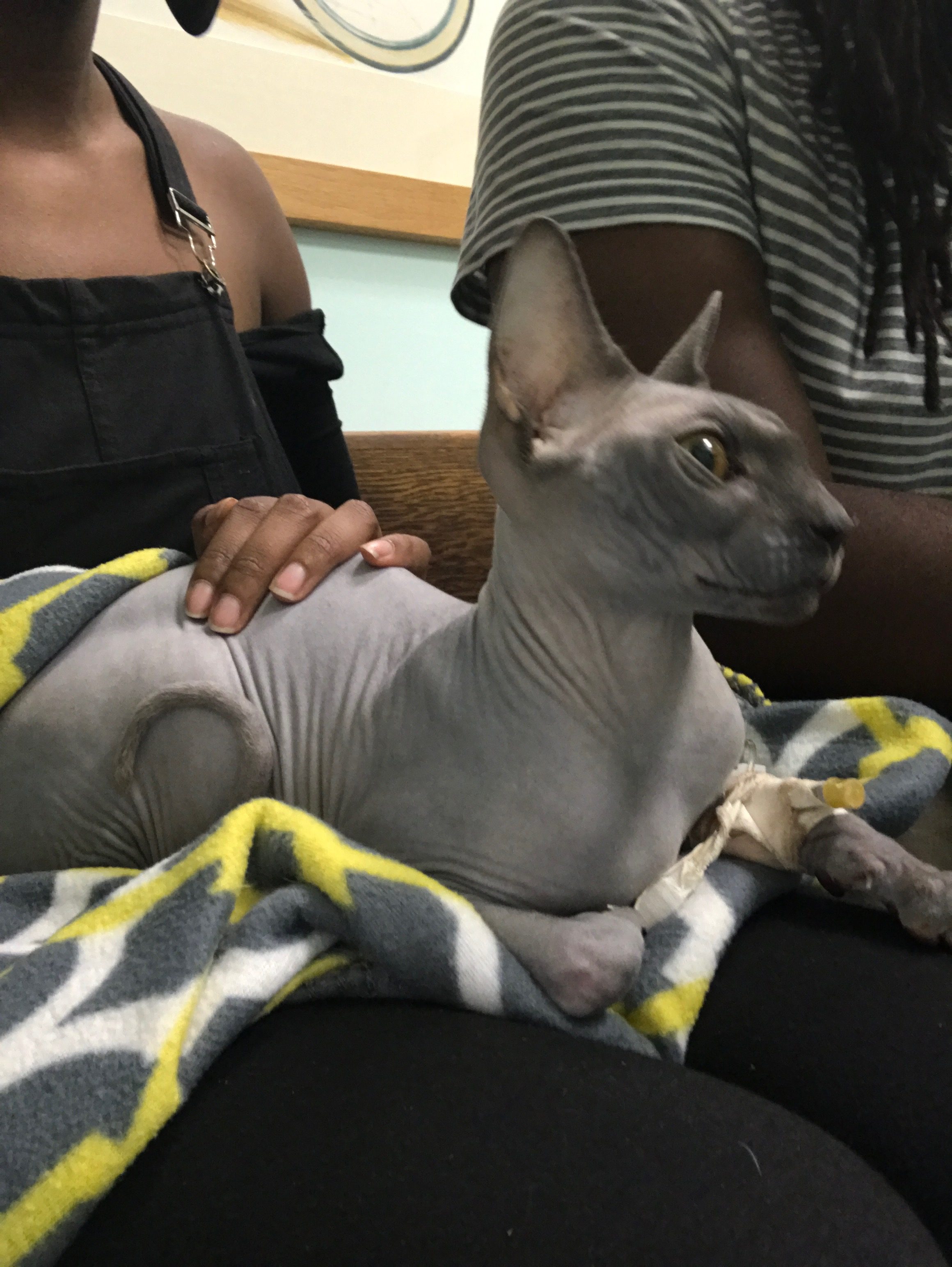 hairless cat in woman's lap