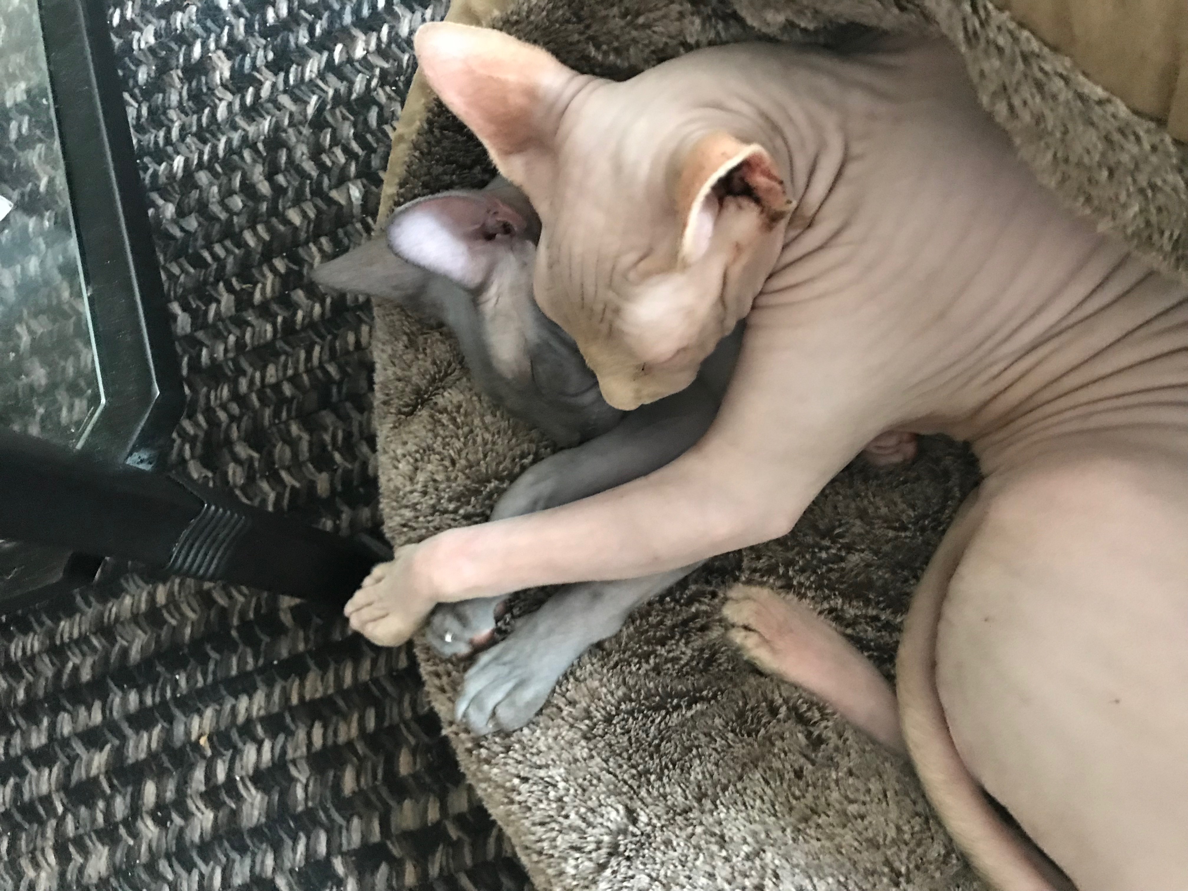 two hairless cats cuddling in bed
