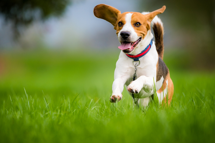 The Truth About Dog Zoomies Healthy Paws Pet Insurance