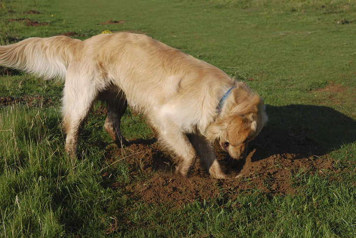 dog digging up your yard