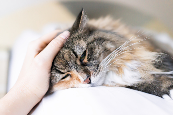 Feline Panleukopenia Healthy Paws Pet Insurance
