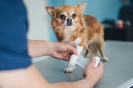 rehab for dogs
