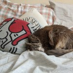 gray cat sleeping on a bed