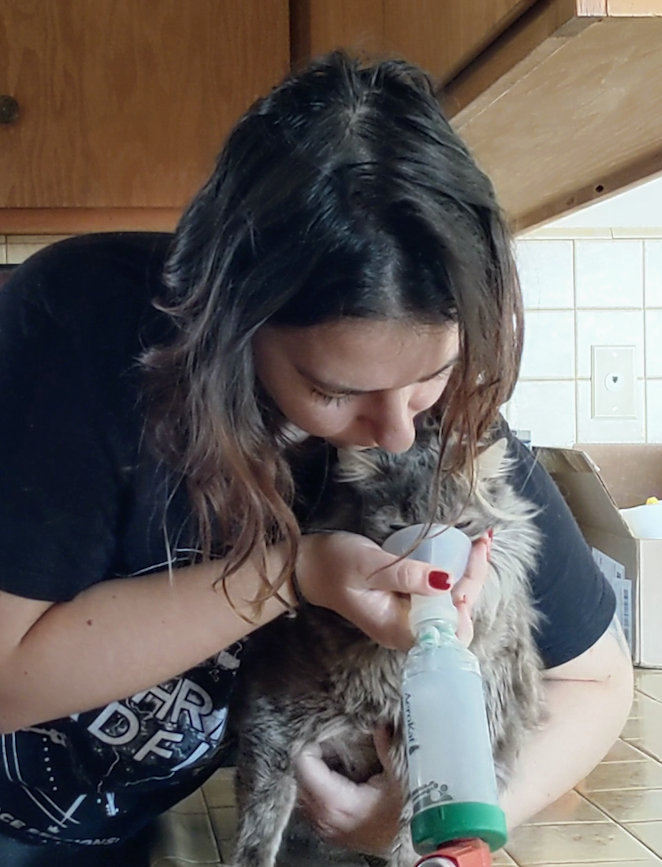 woman administering medication to gray cat