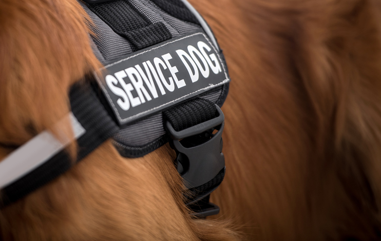 service dog fraud