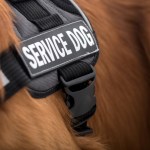 service dog fraud
