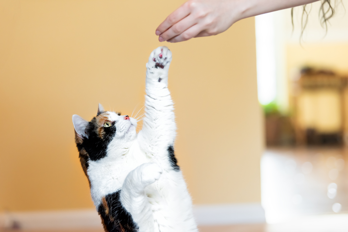 cat reaching for treat