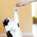 cat reaching for treat